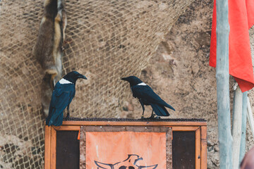 pareja de cuervos colocados en mesa de madera