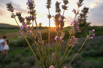 Flowers in the lavender fields in the Provence mountains.