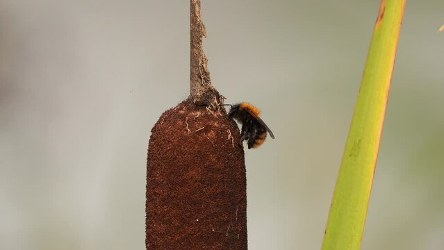 A bumblebee sitting on the plume of a cattail and polishing its back