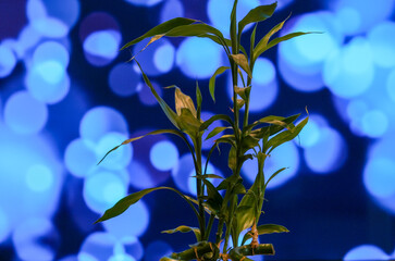 A bamboo flower in a scene with bokeh blue lights