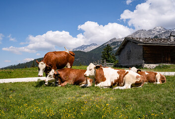 Fototapeta na wymiar Fleckvieh - Kühe liegen entspannt an einem Wanderweg auf einer sommerlichen Alm, Symbolfoto.