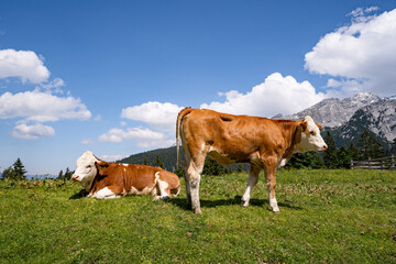 Fototapeta na wymiar Alm-Idylle, zwei Fleckvieh - Rinder auf einer Alm mit Alpenpanorama im Hintergrund.