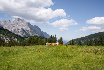 Alm-Idylle, zwei Fleckvieh - Rinder auf einer Alm mit Alpenpanorama im Hintergrund.