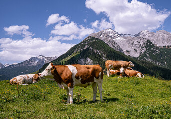 Alm-Idylle, Fleckvieh -Kühe auf einer Alm mit Alpenpanorama im Hintergrund.