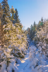 Winter landscape with fir trees in snowdrifts - 705271668