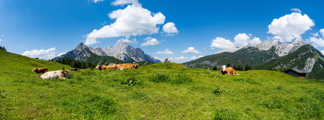 Kühe weiden auf einer Alm mit wunderschönem  Alpenpanorama im Hintergrund, Panoramaaufnahme. © Countrypixel