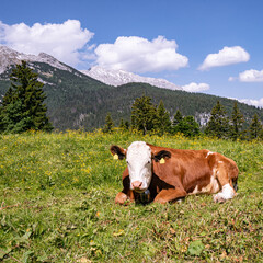 Fototapeta na wymiar Alm-Idylle, zwei Fleckvieh - ein Rind auf einer Alm mit imposanten Bergen im Hintergrund.