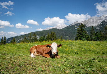 Fototapeta na wymiar Alm-Idylle, zwei Fleckvieh - ein Rind auf einer Alm mit imposanten Bergen im Hintergrund.