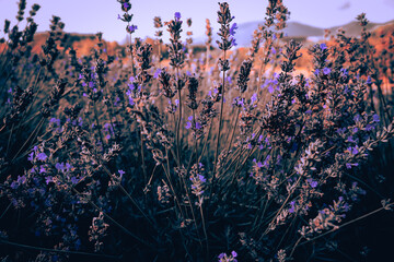 Lavender bushes closeup on sunset. Sunset gleam over purple flowers of lavender.