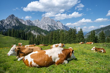 Fototapeta na wymiar Alpenpanorama - Kühe liegen dicht an dicht entspannt auf einer Alm mit prächtigem Gebirge im Hintergrund.