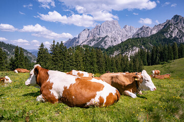 Alpenpanorama - Kühe liegen dicht an dicht entspannt auf einer Alm mit prächtigem Gebirge im...