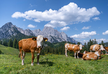 Fototapeta na wymiar Romantische Alm in den Bergen, neugierige Kühe vor einem majestätischen Gebirge im Hintergrund.