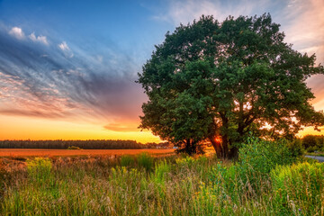 Lonely tree in summer field at sunset