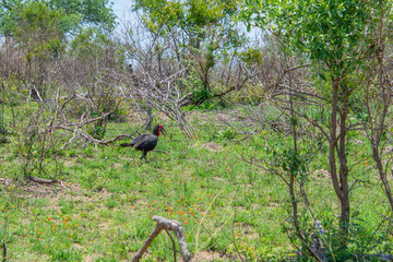southern ground hornbill perched on a tree trunk in the Kruger Park in South Africa