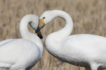 冬の田んぼに飛来したハクチョウ