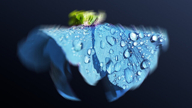 water drops on a blue flower petals, solid background