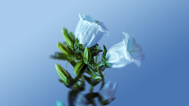 Snowdrop Flowers on Solid Light Blur Background, Macro Photography, Floral Art