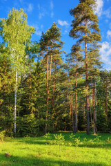 Park of coniferous trees with green grass in sunny weather - 705272612