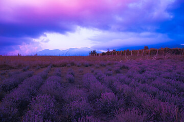  Lavender flower blooming scented fields in endless rows on sunset.