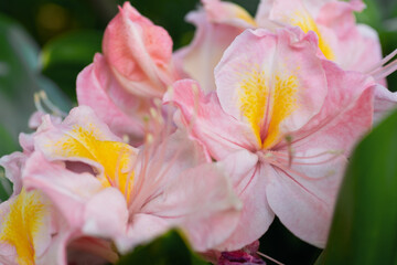 Fototapeta na wymiar splendid pink-peach azalea blossoming in garden. macro shot
