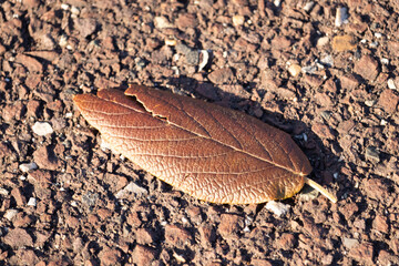 This beautiful leaf was laying on the ground when I took the picture. I love the wrinkle in the skin and the little veins that can be seen running through it. This comes from a leatherleaf viburnum. 