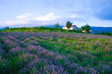  Lavender flower blooming scented fields in endless rows on sunset.