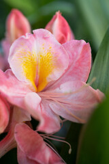 Fototapeta na wymiar splendid pink-peach azalea blossoming in garden. macro shot