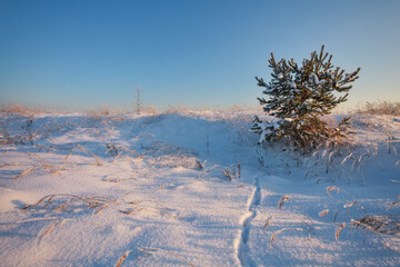 Winter landscape of small spruce in frost on clear sunny evening with blue sky.