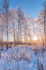 birch trees in sunset lights - 705274489