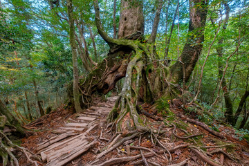 Shiratani Unsuikyo Ravine Trail, Yakushima, Japan