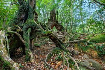 Shiratani Unsuikyo Ravine Trail, Yakushima, Japan