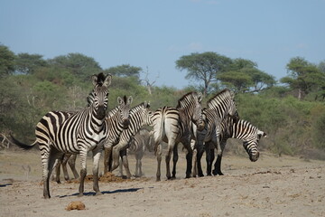 Fototapeta na wymiar Zebra in the Boteti River, Botswana