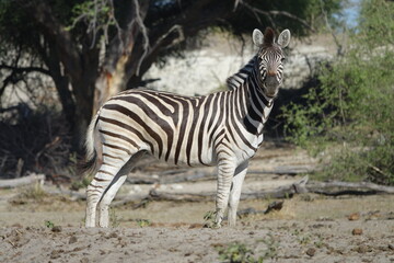 Zebra in the Boteti River, Botswana