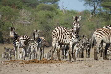 Fototapeta na wymiar Zebra in the Boteti River, Botswana