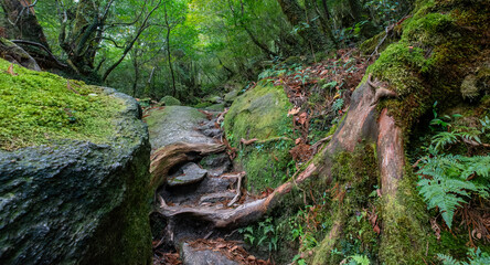 Fototapeta premium Shiratani Unsuikyo Ravine Trail, Yakushima, Japan