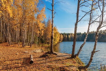 autumnal lake near the forest - 705275880