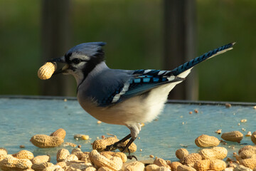 This cute blue jay bird was seen on the glass table. This corvid has a peanut in his beak and is ready to fly off. I love the blue, black, and grey colors of these birds and the small mohawk.