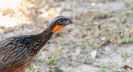 Chestnut-bellied Guan (Penelope ochrogaster) in Brazil