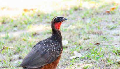 Chestnut-bellied Guan (Penelope ochrogaster) in Brazil