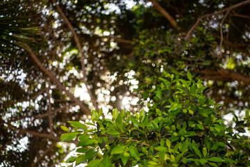 Abundant green leaves background with sunlight through the foliage