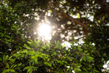 Fototapeta na wymiar Abundant green leaves background with sunlight through the foliage