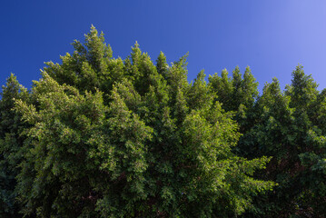 Abundant green foliage on blue sky background. Weeping fig plant