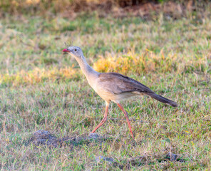 Red-legged Seriema (Cariama cristata) in Brazil