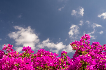 Pink bougainvillea flowers on blue sky background with white clouds