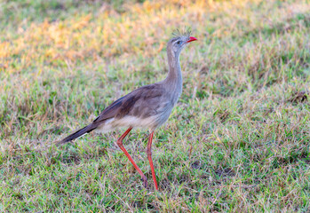Red-legged Seriema (Cariama cristata) in Brazil