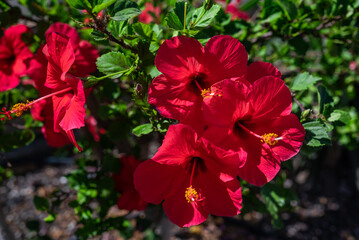Red flowers of hawaiian hibiscus on green leaves background
