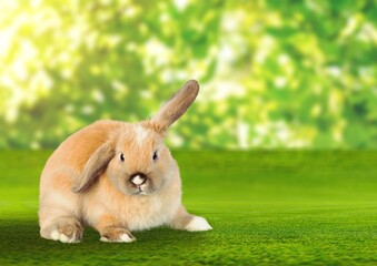 Healthy Lovely rabbit bunny easter cute baby on grass