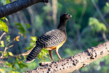 Bare-faced Curassow (Crax fasciolata) in Brazil