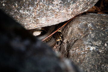 snake on the rock