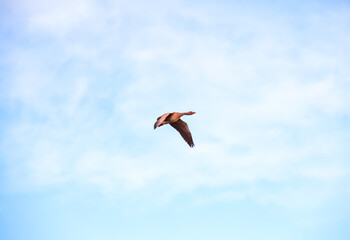 goose flying in the sky